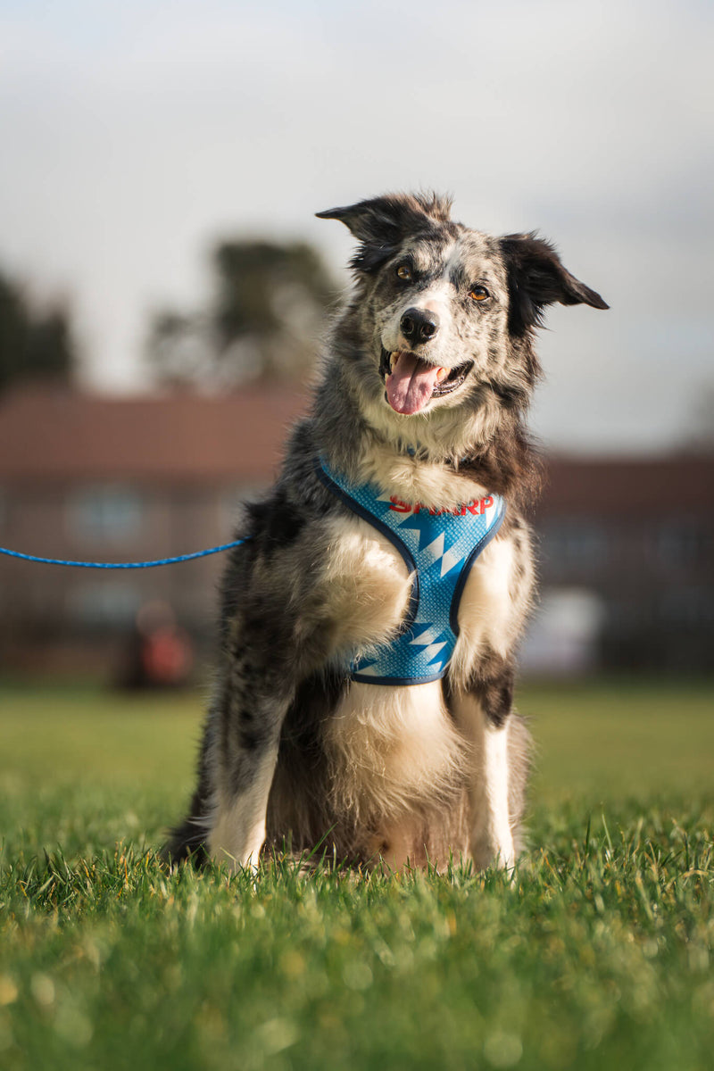 We love this, so will you