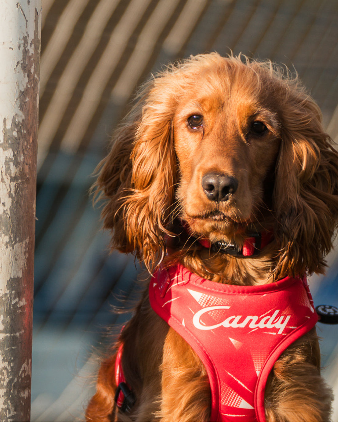 ComfortFit Collar - The Rush