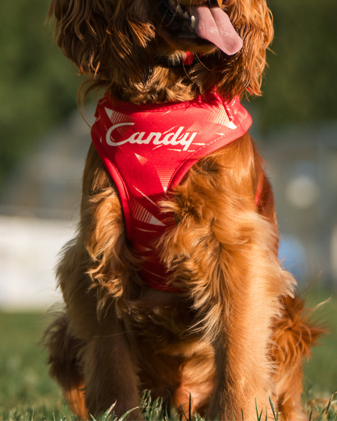 ProMotion Harness - The Rush