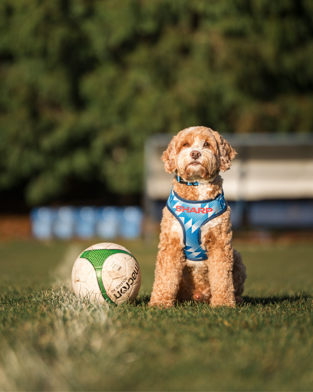 ComfortFit Collar - The Stretford