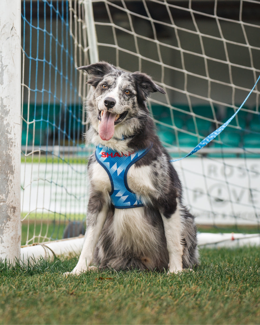 Dog Lead - The Stretford