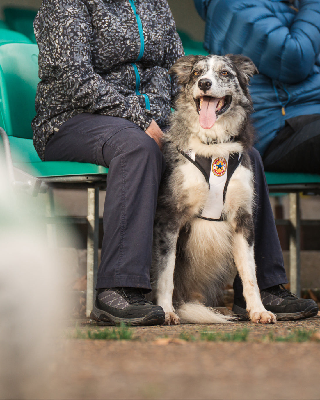 ComfortFit Collar - The Poacher