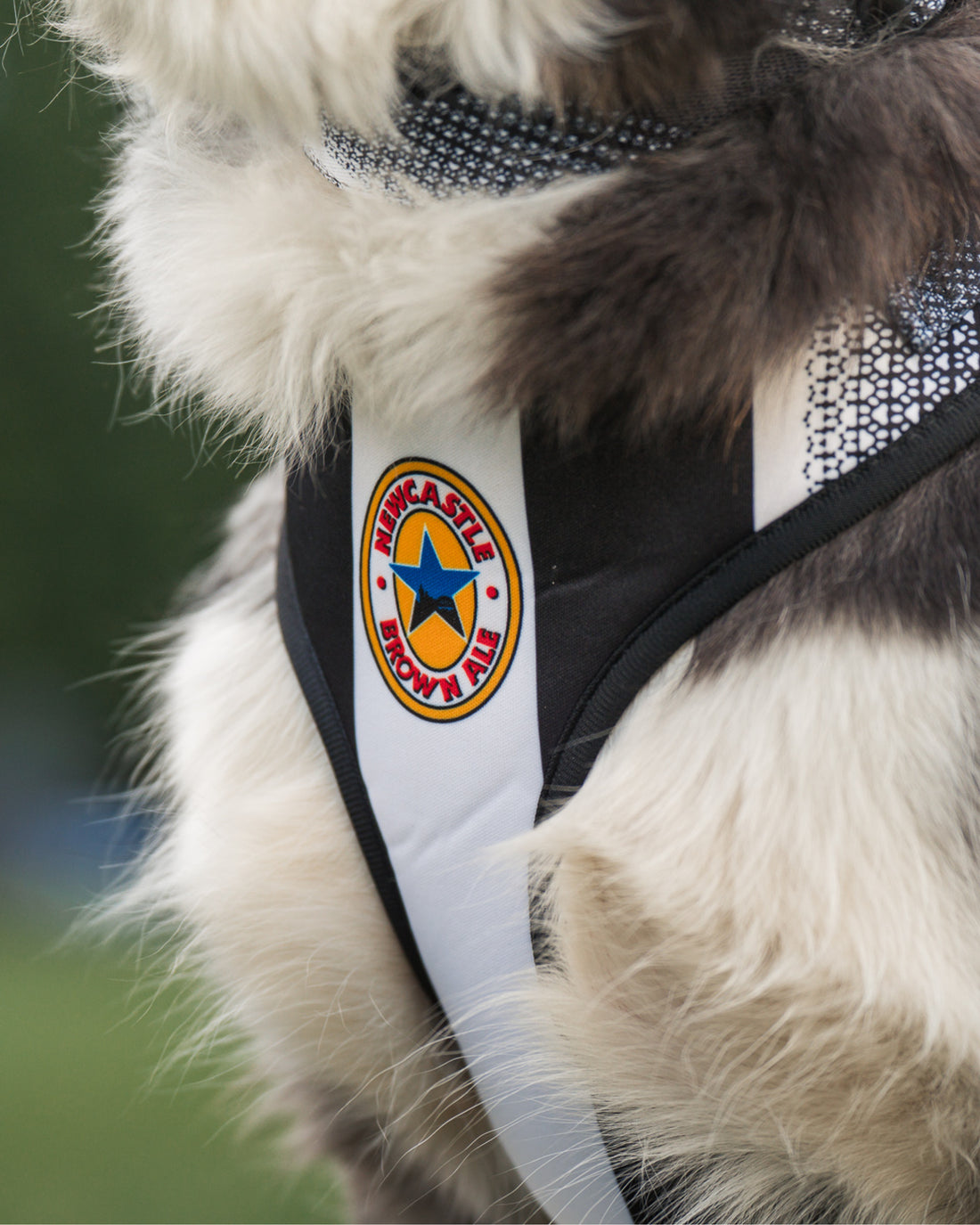 ProMotion Harness - The Poacher