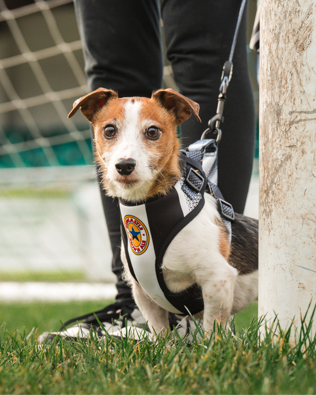 Dog Lead - The Poacher