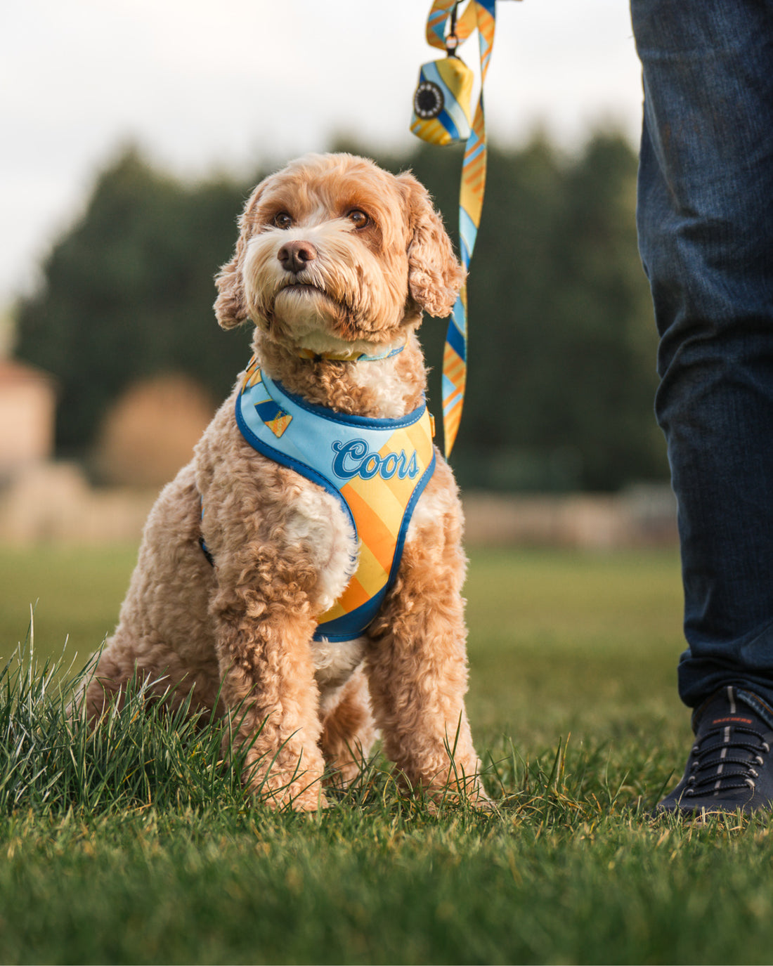 Dog Lead - The Maestro