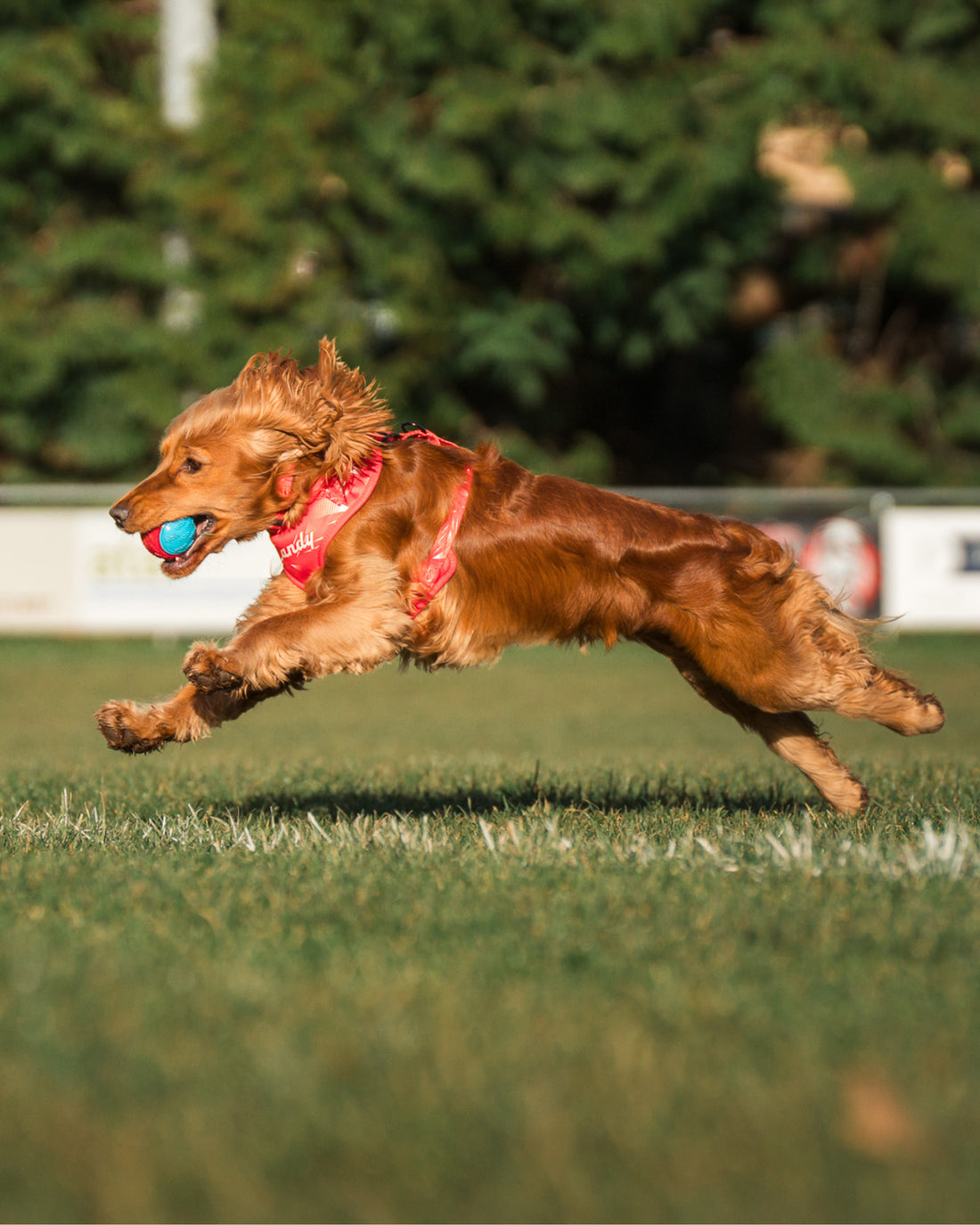 ComfortFit Collar - The Rush