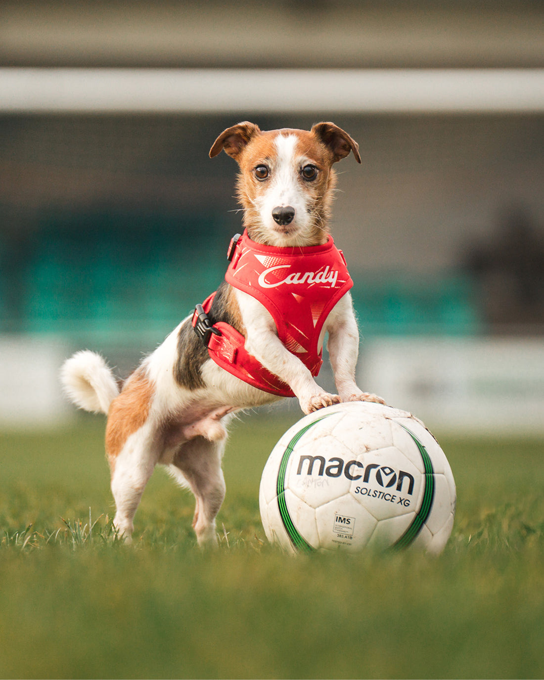 ProMotion Harness - The Rush