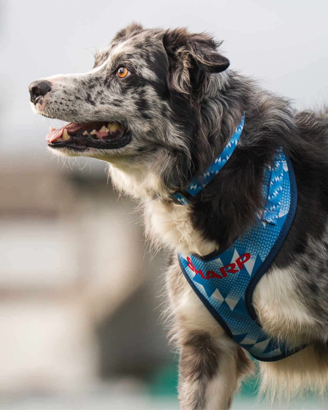 ComfortFit Collar - The Stretford