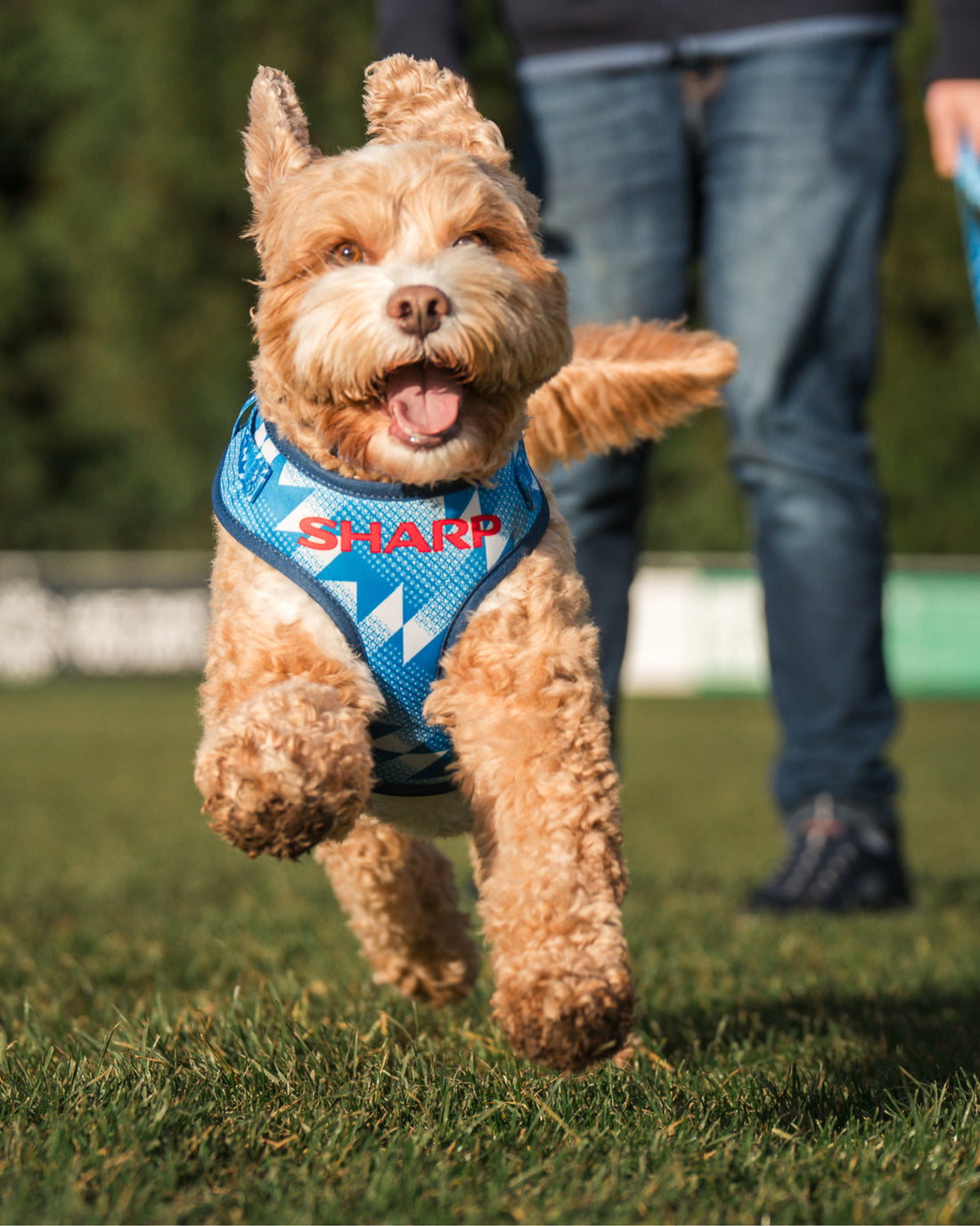 ProMotion Harness - The Stretford