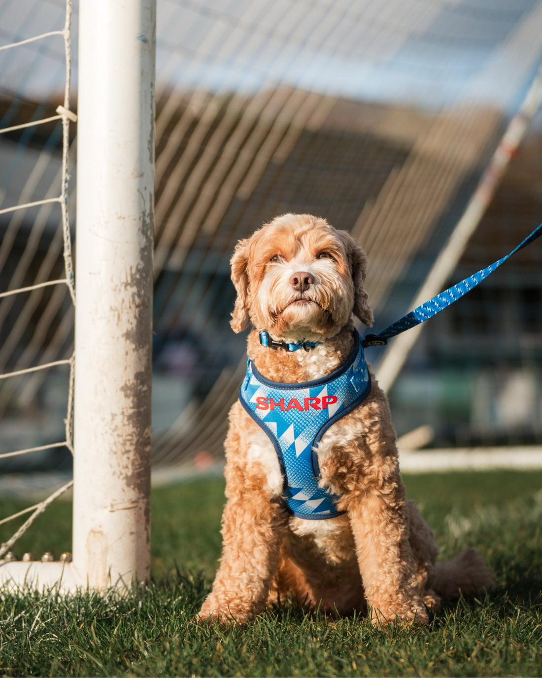 Dog Lead - The Stretford