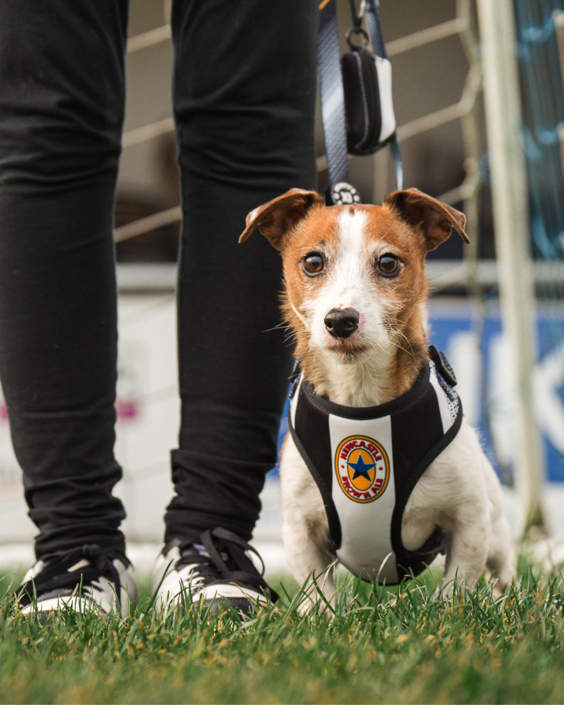 Poo Bag Holder - The Poacher