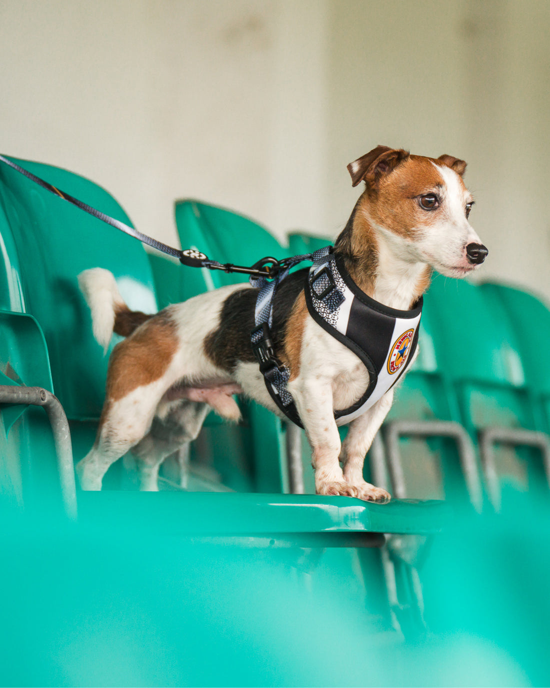 ProMotion Harness - The Poacher