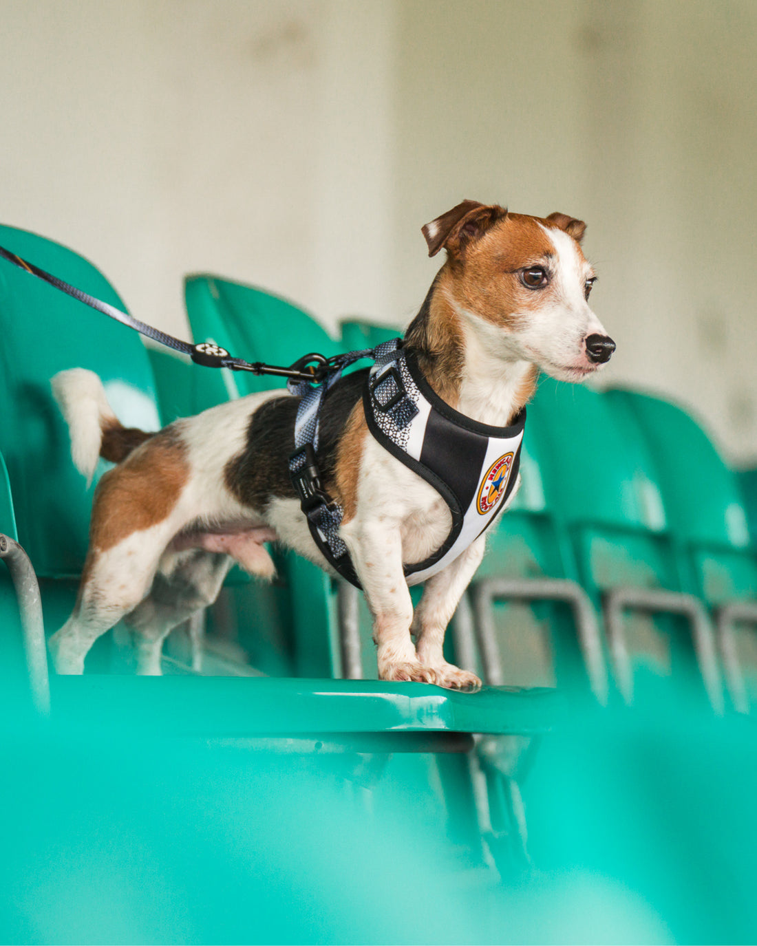 Dog Lead - The Poacher