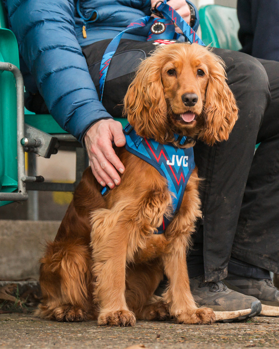 ComfortFit Collar - The Bolt
