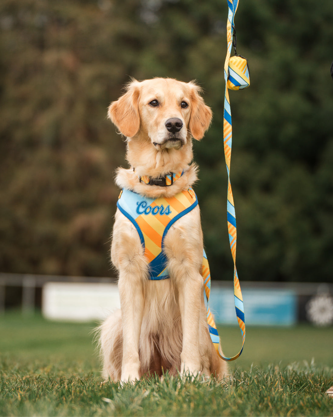 Dog Lead - The Maestro