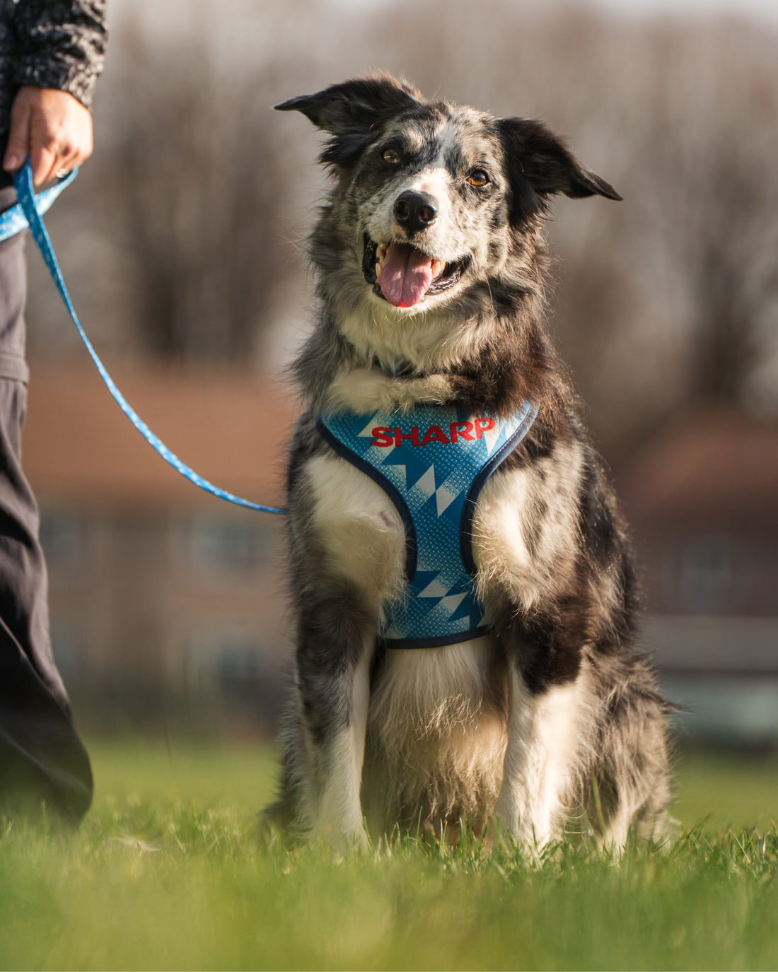 Dog Lead - The Stretford