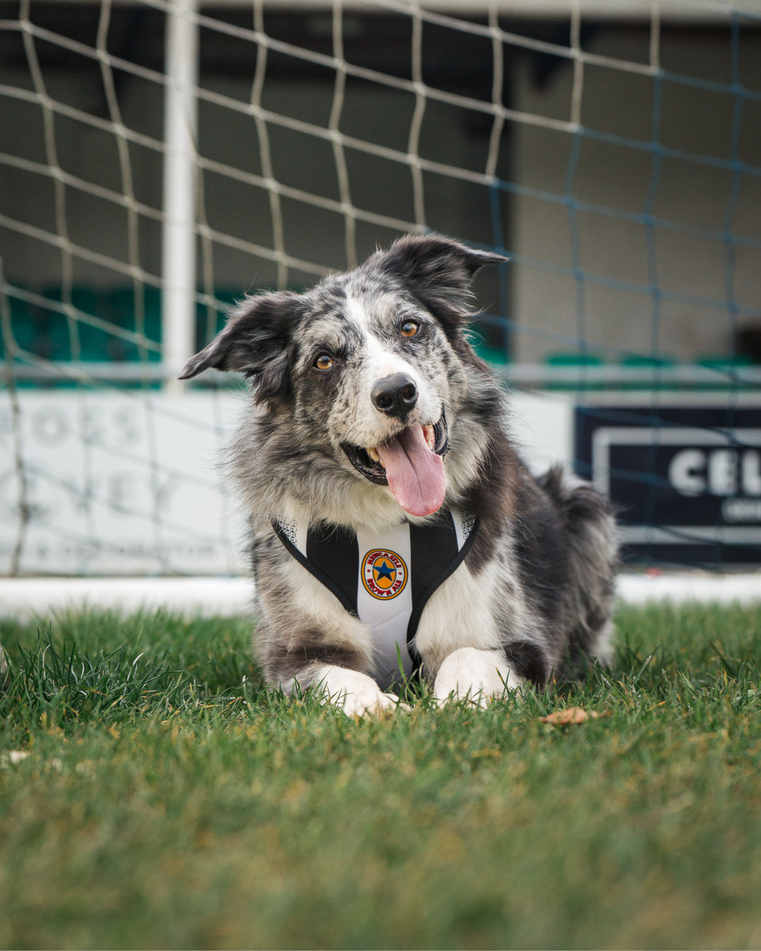 ProMotion Harness - The Poacher